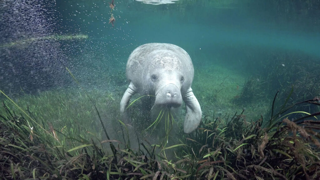 A manatee munches on seagrass in Crystal River. (Photo by David Schrichte/Ocean Image Bank, CC BY-NC)